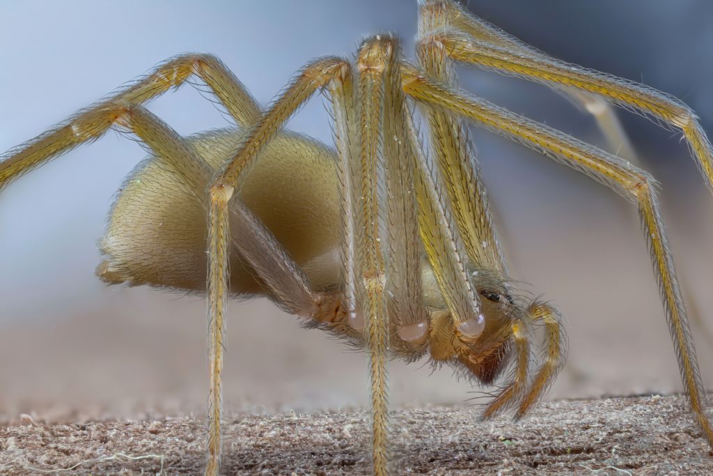 Sicariidae - Loxosceles rufescens